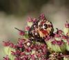 Carpocoris sp.
